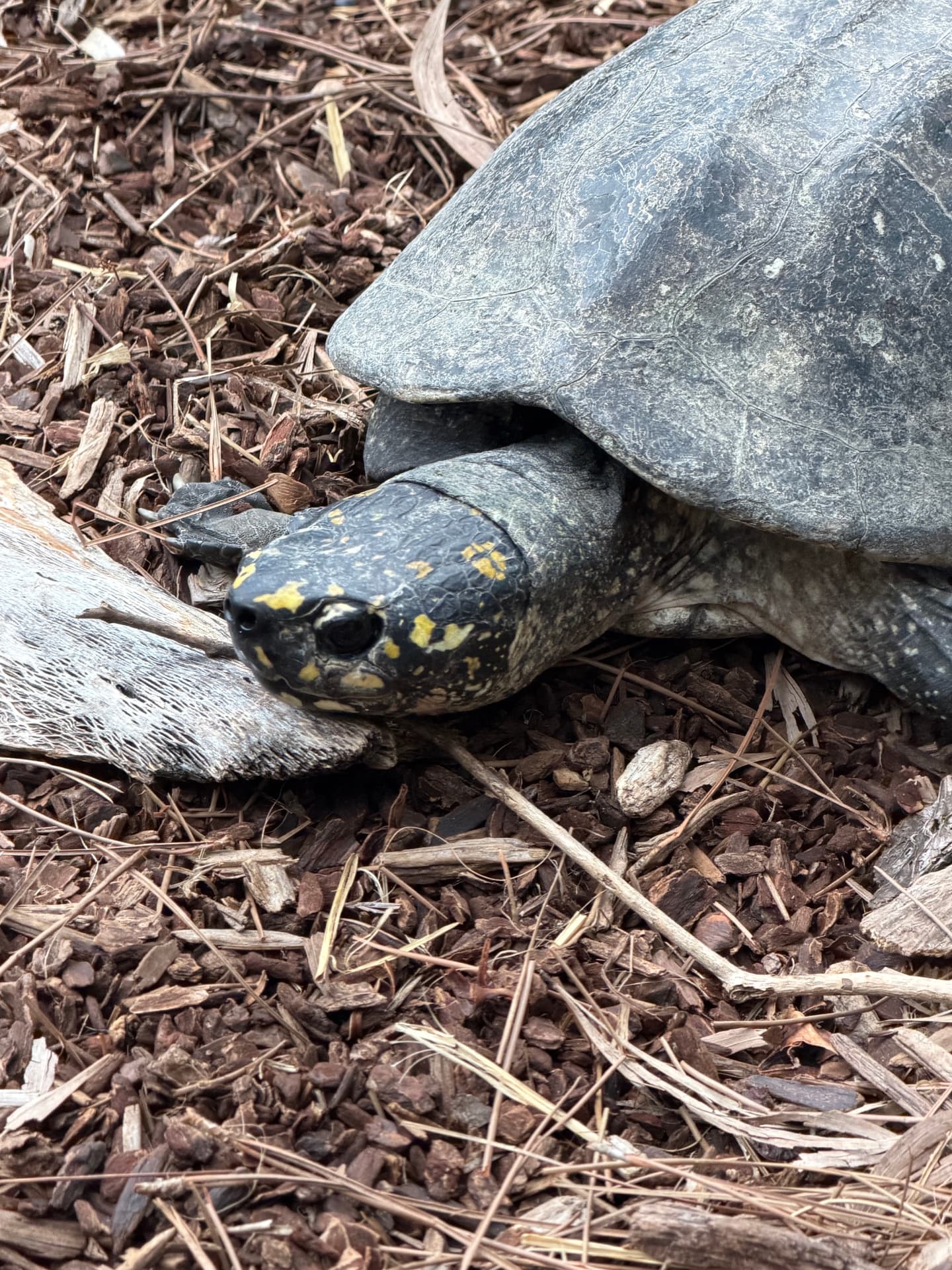 Moss, a Box Turtle